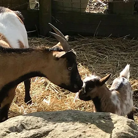 Mobil-home Avec Terrasse A - Api-1-52-1328 Campingplads Puyravault (Vendee)