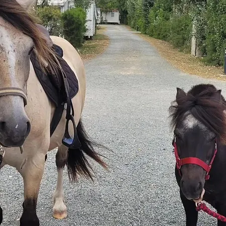 Campingplads Mobil-home Avec Terrasse A - Api-1-52-1328 Puyravault (Vendee)