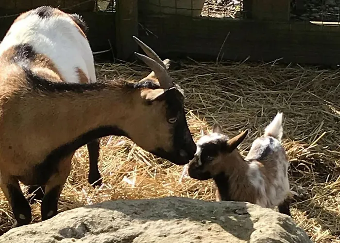 Mobil-home Avec Terrasse A - Api-1-52-1328 Kemp Puyravault (Vendee)